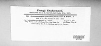 Gymnosporangium gracilens image